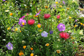 Картинка астры +петунии +календула цветы разные+вместе клумба петунии календула