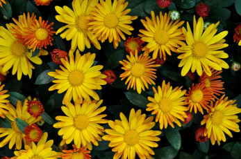 Картинка цветы хризантемы лепестки листья сад клумба макро