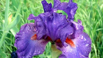 Картинка цветы ирисы капли макро