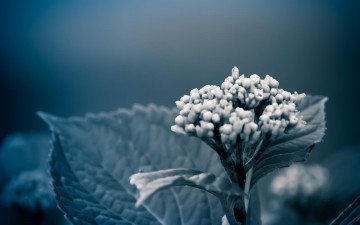 Картинка цветы листья соцветие черно-белая