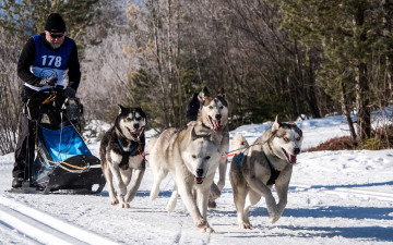 Картинка спорт -+другое собаки упряжка гонка