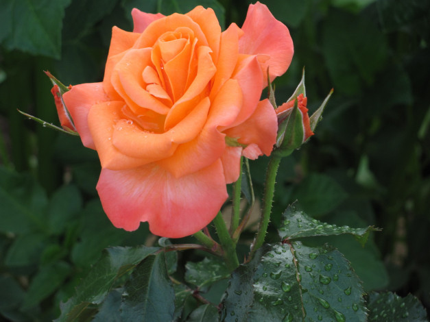 Обои картинки фото цветы, розы, макро