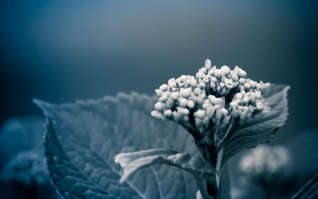 Обои картинки фото цветы, листья, соцветие, черно-белая