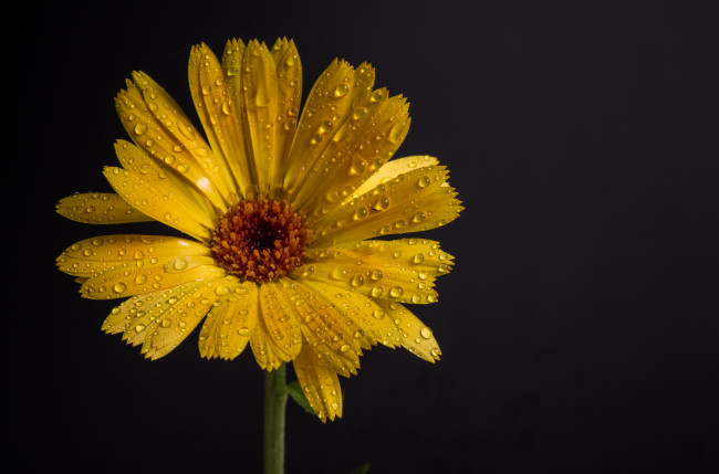 Обои картинки фото цветы, календула, макро, чёрный, фон, капли, роса, цветок