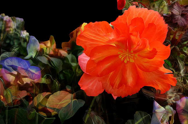 Обои картинки фото разное, компьютерный дизайн, цветок, лепестки, природа, линии, штрих