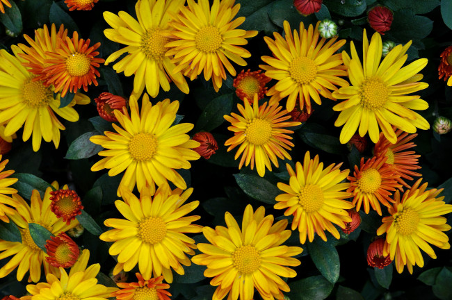 Обои картинки фото цветы, хризантемы, лепестки, листья, сад, клумба, макро