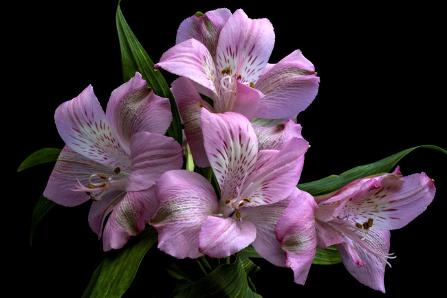 Обои картинки фото цветы, альстромерия, розовый, макро