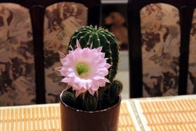 Обои картинки фото цветы, кактусы, экзотика