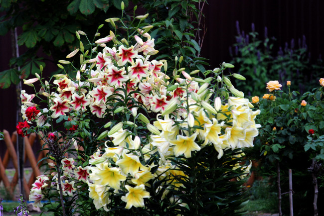 Обои картинки фото цветы, лилии,  лилейники, куст