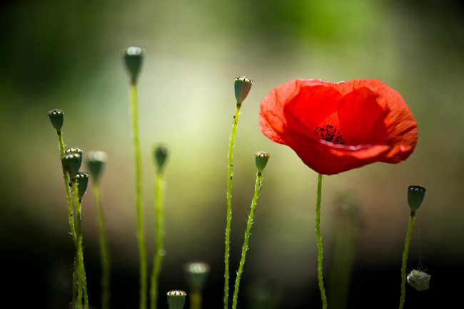 Обои картинки фото цветы, маки, красный, мак, лето