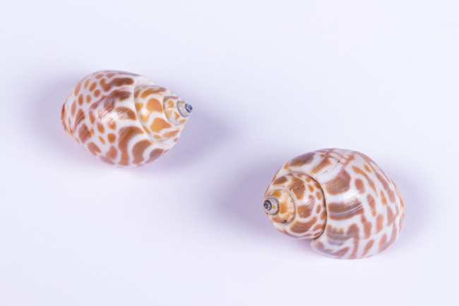 Обои картинки фото разное, ракушки,  кораллы,  декоративные и spa-камни, фон, макро