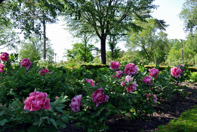 Обои картинки фото цветы, пионы, кусты