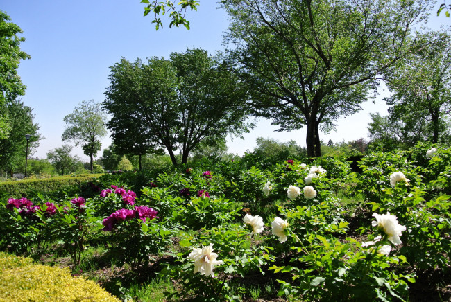 Обои картинки фото цветы, пионы, кусты