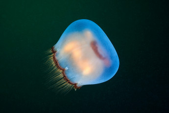 Картинка животные медузы подводный мир медуза океан море