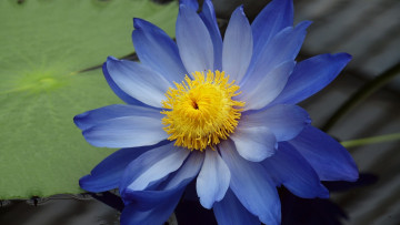 Картинка цветы лилии+водяные +нимфеи +кувшинки макро