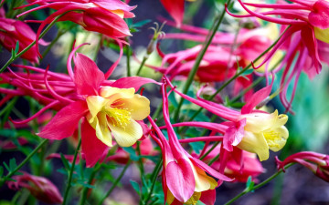 Картинка цветы аквилегия+ водосбор розовый