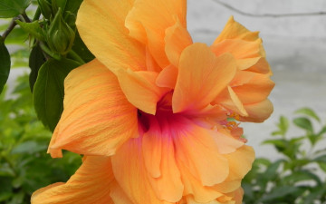 Картинка цветы гибискусы солнечный