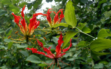 обоя цветы, глориоза, необычный