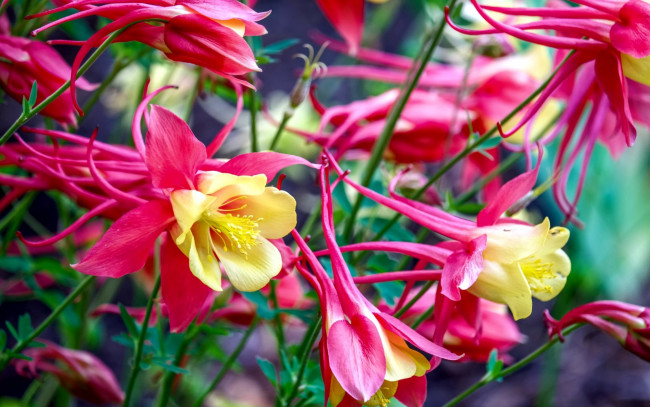 Обои картинки фото цветы, аквилегия , водосбор, розовый