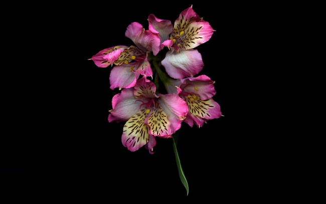 Обои картинки фото цветы, альстромерия, ветка