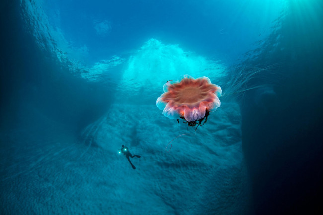 Обои картинки фото животные, медузы, медуза, подводный, мир, море, океан