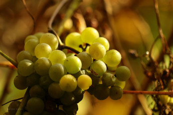 Картинка природа Ягоды +виноград гроздь