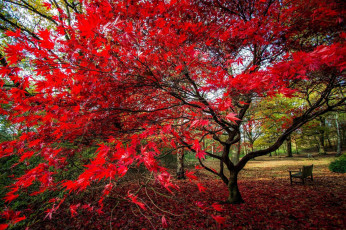 Картинка природа деревья листопад осень