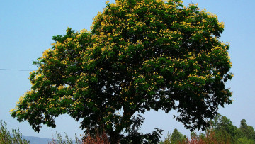 Картинка природа деревья дерево цветущее