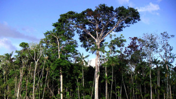 Картинка природа деревья пальмы