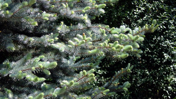 Картинка природа деревья весна ветки еловые