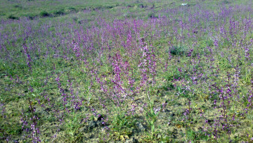 Картинка природа луга цветы