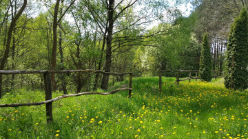 Картинка природа луга трава одуванчики