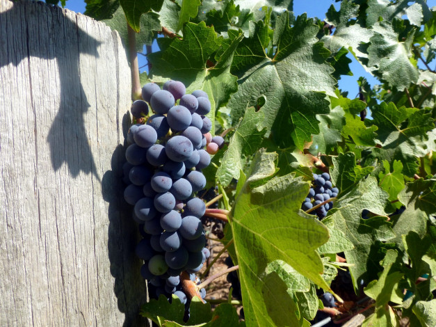 Обои картинки фото природа, Ягоды,  виноград, гроздь