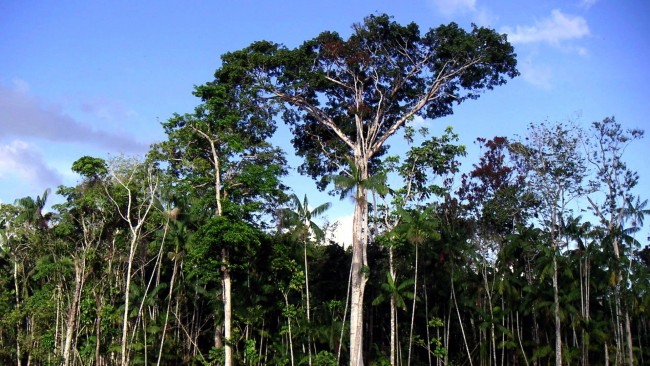 Обои картинки фото природа, деревья, пальмы