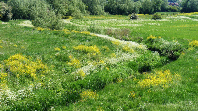 Обои картинки фото природа, луга, трава, лето, цветы