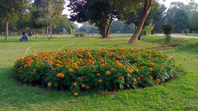 Обои картинки фото природа, парк, тагетес, бархатцы, клумба