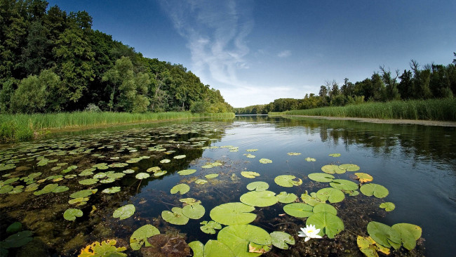 Обои картинки фото природа, реки, озера, река, лес