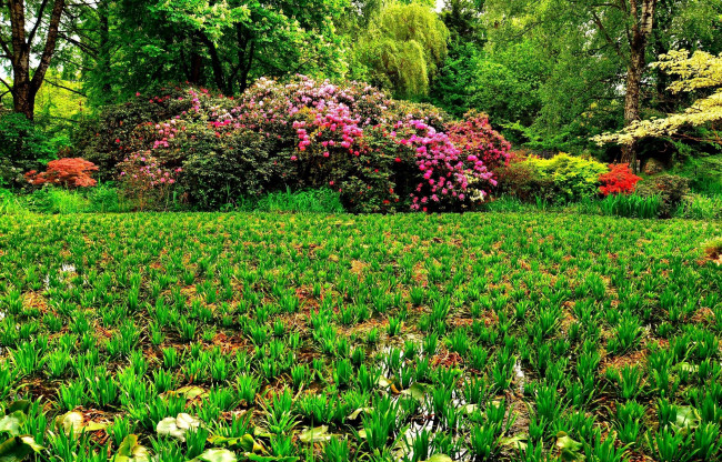 Обои картинки фото природа, парк, кусты, цветущие