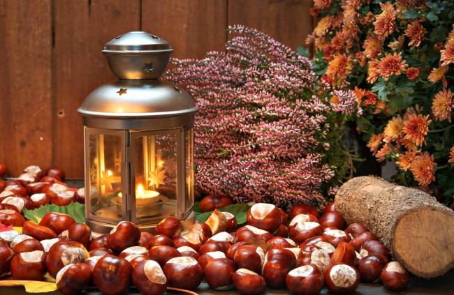 Обои картинки фото природа, шишки,  жёлуди,  каштаны, вереск, каштаны, фонарь
