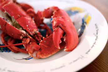 Картинка еда рыба +морепродукты +суши +роллы лобстер