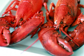 Картинка еда рыба +морепродукты +суши +роллы лобстер