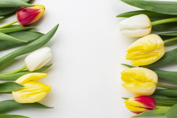 Картинка цветы тюльпаны разноцветные бутоны