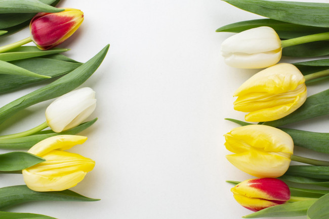 Обои картинки фото цветы, тюльпаны, разноцветные, бутоны