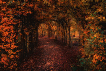 Картинка природа парк осень свет деревья ветки листва сад дорожка проход арка тоннель аллея тропинка свод