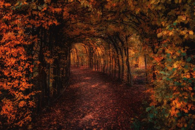 Обои картинки фото природа, парк, осень, свет, деревья, ветки, листва, сад, дорожка, проход, арка, тоннель, аллея, тропинка, свод