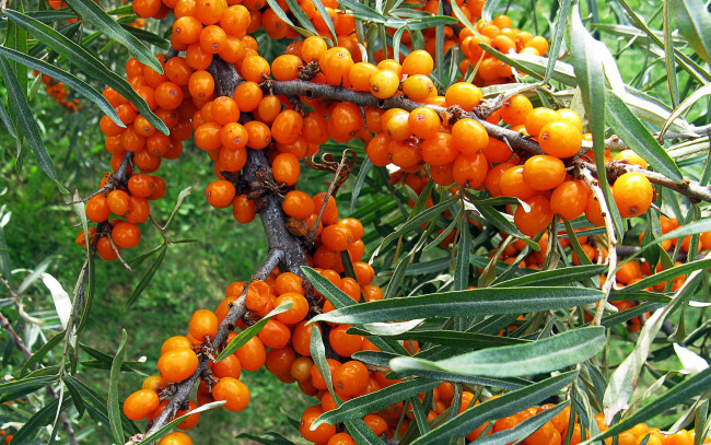 Обои картинки фото природа, ягоды, облепиха