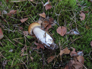 Картинка еда грибы +грибные+блюда мох листья боровик