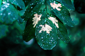 Картинка природа листья капли ветки