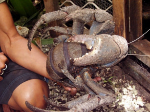 Картинка now thats crab животные крабы раки