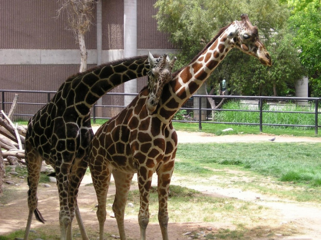 Обои картинки фото spring, fling, животные, жирафы